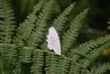 Idaea Fuscovenosa